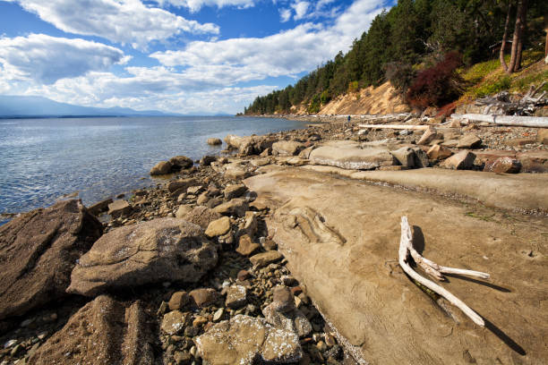 August 30, 2018 Man walking at shore coast at Vesuvius Bay of Salt Spring Island, BC, Canada.