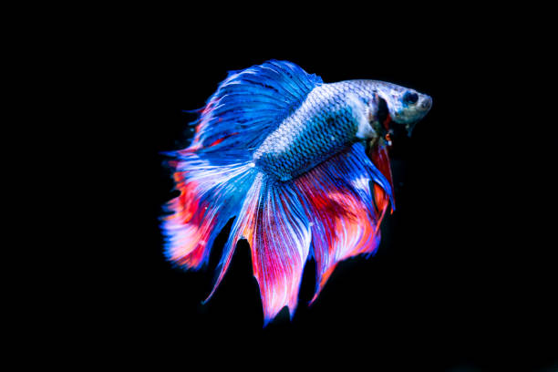istock Beautiful Siamese Fighting Fish on black background 1030082758