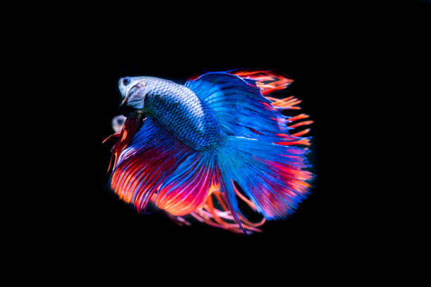 istock Beautiful Siamese Fighting Fish on black background 1030082782