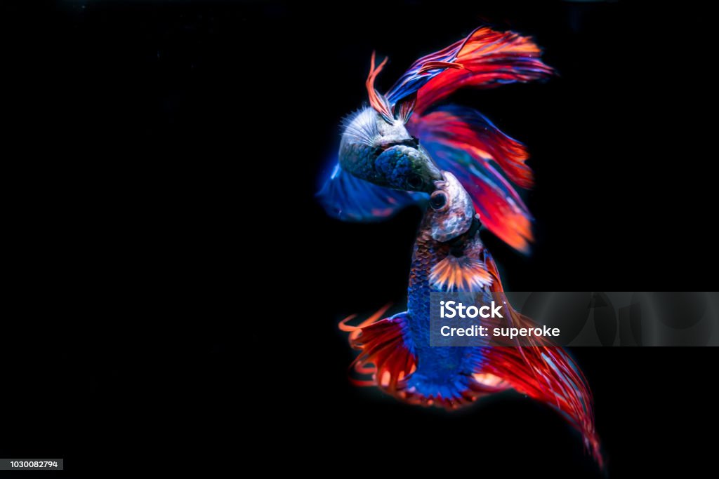 Beautiful Siamese Fighting Fish on black background Group Of Animals Stock Photo