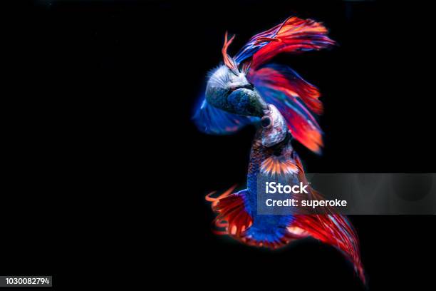 Beautiful Siamese Fighting Fish On Black Background Stock Photo - Download Image Now