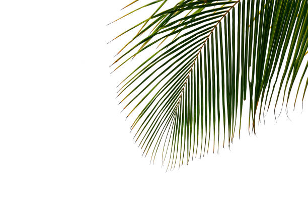 istock tropical coconut palm leaf isolated on white background 1030097630