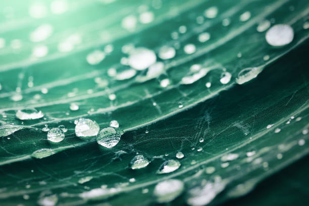 close-up of palm leaf with raindrop