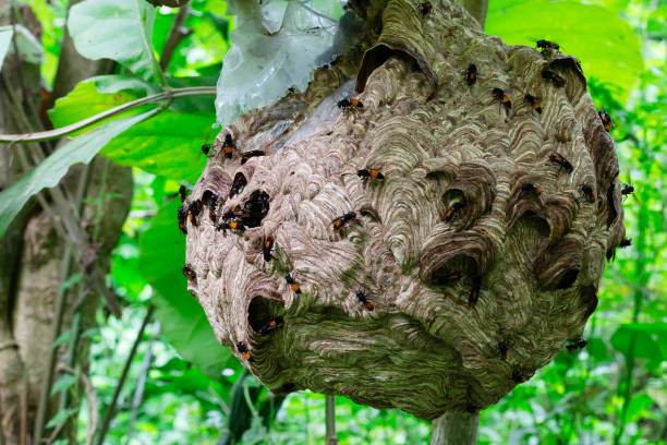 istock Big Wasp looking for food give Larva 1030107474