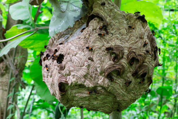 istock Big Wasp looking for food give Larva 1030107492