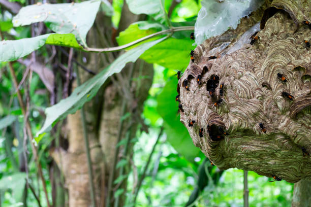 istock Big Wasp looking for food give Larva 1030107508