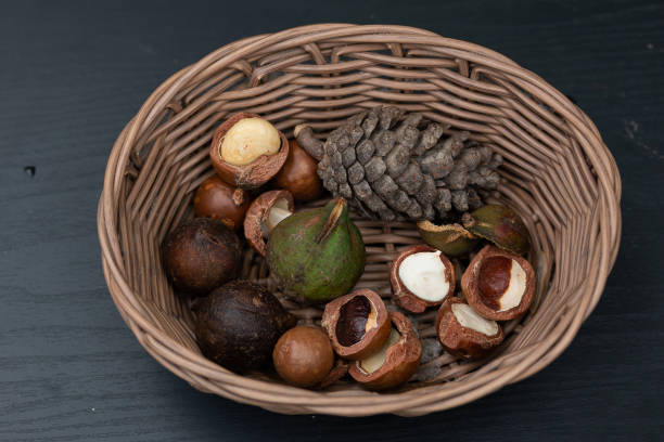 istock Macadamia fruit with Flowers of pine 1030107546