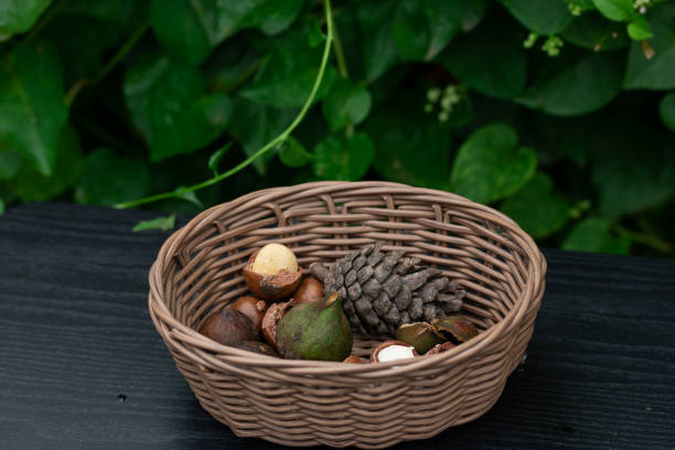istock Macadamia fruit with Flowers of pine 1030107548