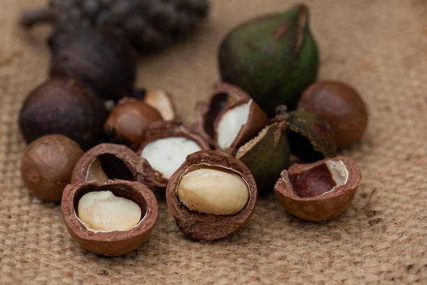 istock Macadamia fruit with Flowers of pine 1030107568