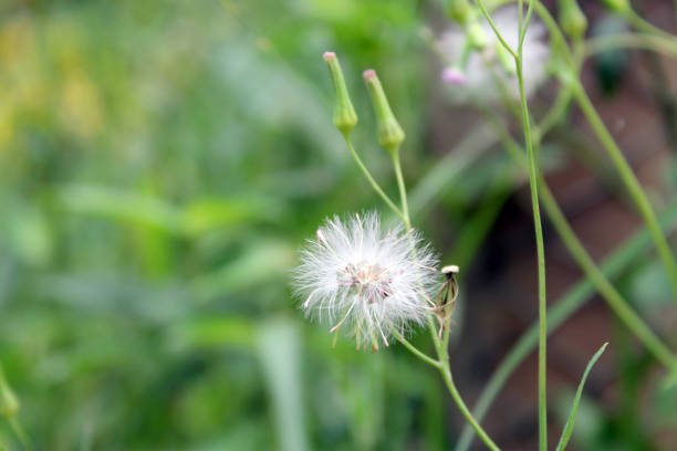 istock Grass flower,Dandelion. 1030107872