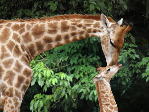 Mother giraffe leans her long neck to kiss the forehead of her just born baby. Lush vegetation is behind them.