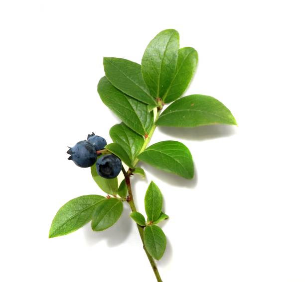 istock The blueberry branch with berries isolated. 1030114720