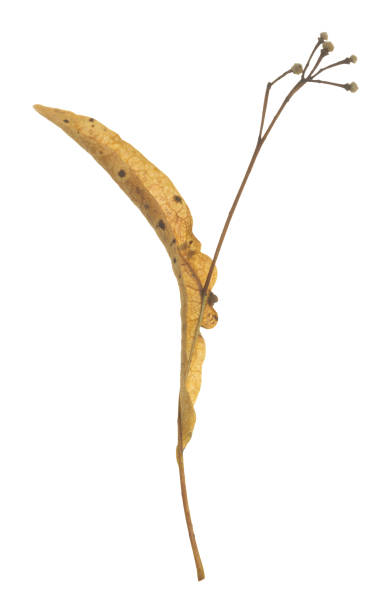 istock Linden seed isolated on white background 1030121482