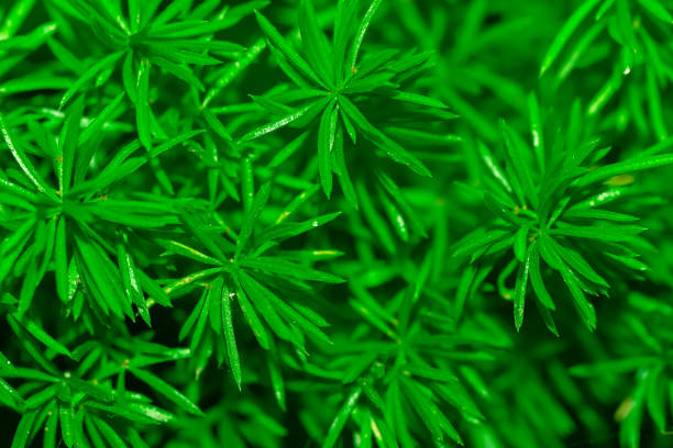 istock green leaves background 1030122658