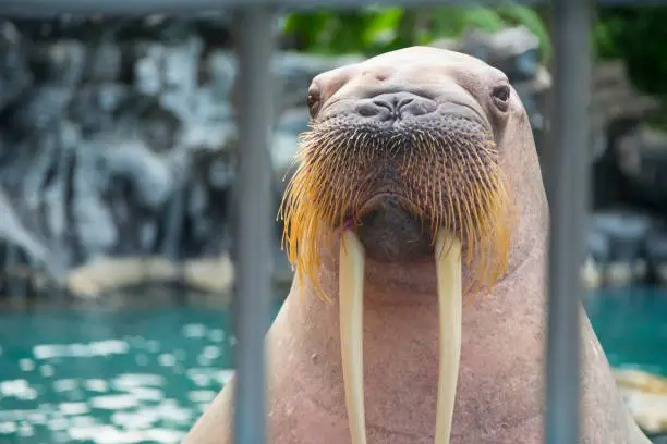 Photo of Walrus in sea aquarium