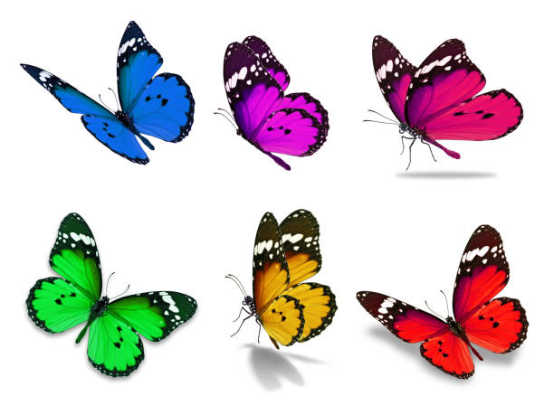 mariposa monarca 6 - butterfly monarch butterfly isolated flying fotografías e imágenes de stock