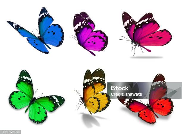 Six Monarch Butterfly Stock Photo - Download Image Now - Butterfly - Insect, Cut Out, Red