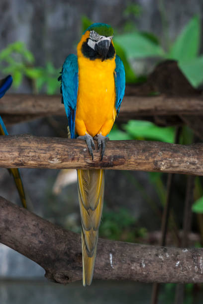 istock Macaw , macaw parrot bird / Parrot perched on a branch 1030130684