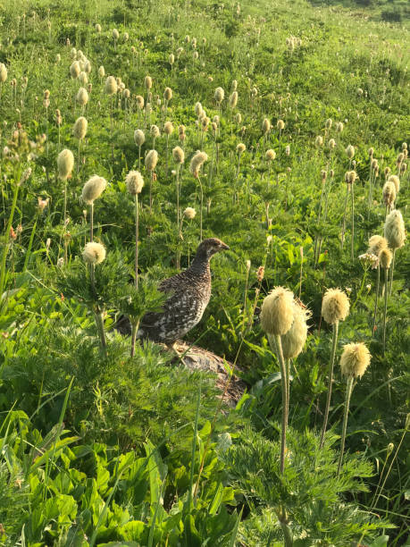 grouse azul em flores - grouse spruce tree bird camouflage - fotografias e filmes do acervo