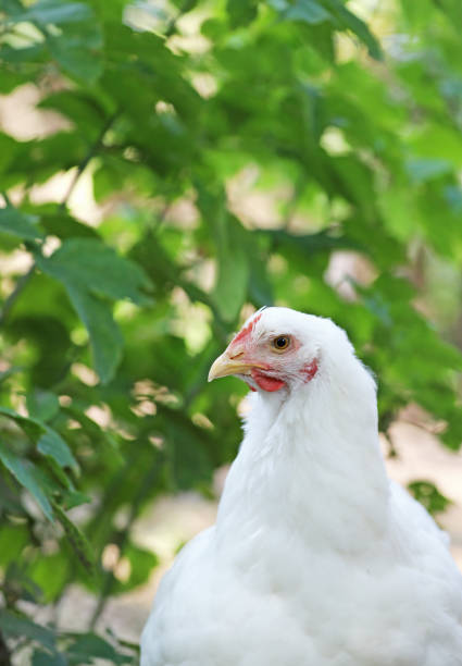A beautiful white cochin chicken enjoys the outdoors