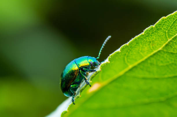 istock Chrysolina Coerulans Blue Mint Leaf Beetle Insect Crawling on Green Leaf Macro 1030142804