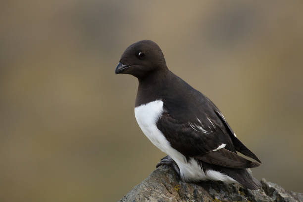 istock Little auk in southern Spitsbergen. 1030145724