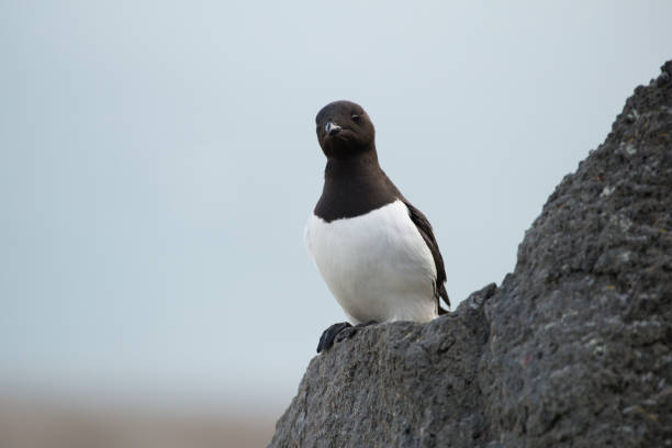 istock Little auk in southern Spitsbergen. 1030145782