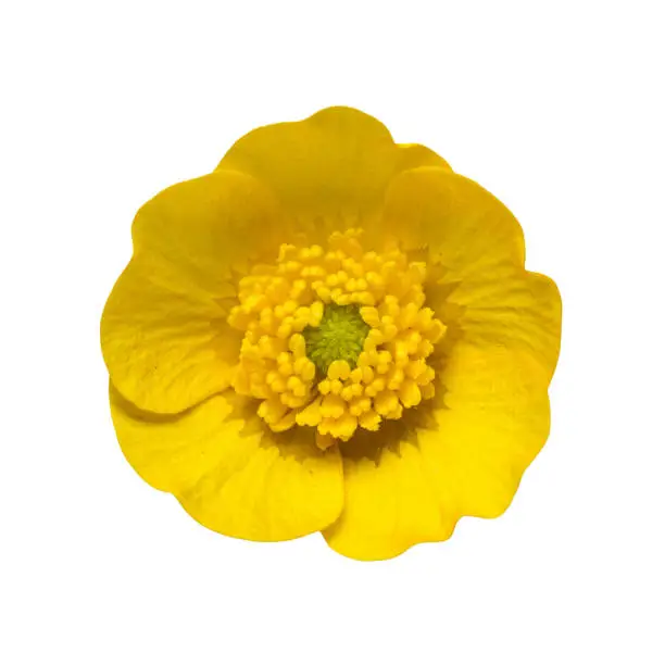 Yellow Ranunculus Buttercup Flower Isolated on White Background