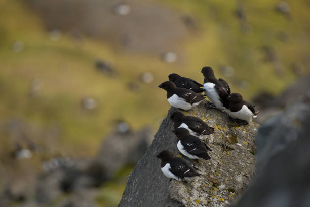 istock Little auk in southern Spitsbergen. 1030148398