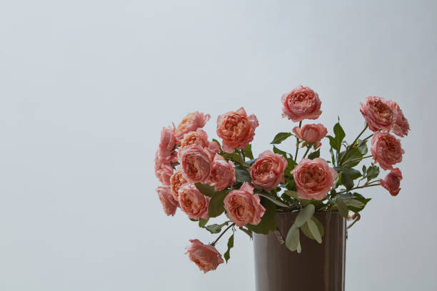 istock Fresh bright pink roses in a vase presented on a gray background with copy space. Card 1030150948