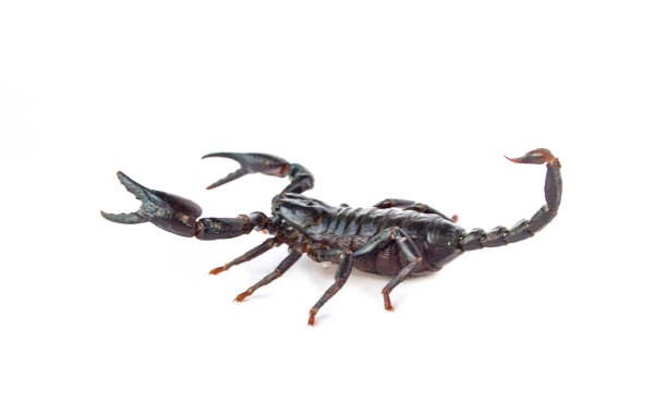 istock Black scorpion isolated on a white background 1030151026