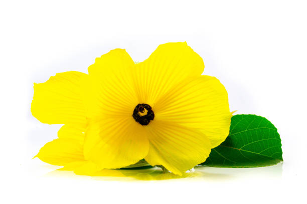 istock Yellow spring flower isolated on a white background 1030152090