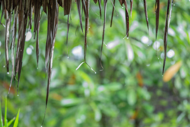 istock Close-up rain drops from the thatching roof in morning 1030154768