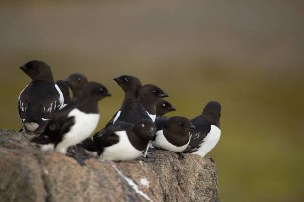 istock Little auk in southern Spitsbergen. 1030157544