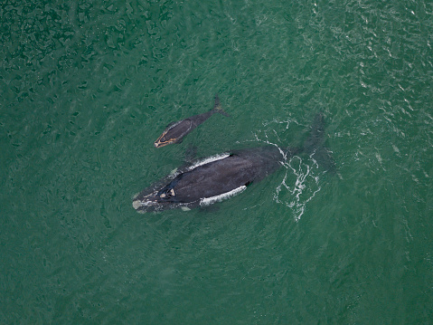A mother and baby Southern Right whale swimming in the bay near Cape Town South Africa