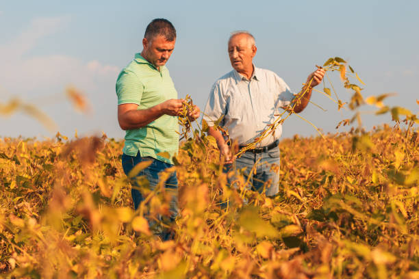 istock Two farmers standing in a field examining soybean crop before harvesting. 1030163578