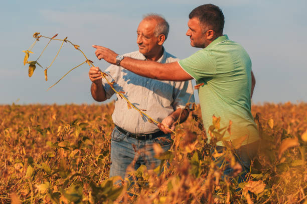 istock Two farmers standing in a field examining soybean crop before harvesting. 1030163596