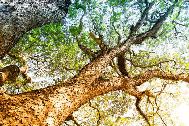 Thailand, Abstract, Autumn, Backgrounds, Biology