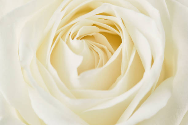 istock One white rose close-up. Macro photo, beautiful  floral background. 1030167552