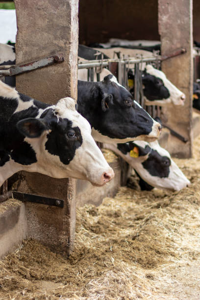 istock Some cows in a farmhouse 1030170254