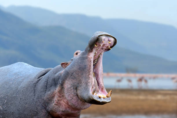 istock Hippo (Hippopotamus amphibius) outside the water 1030170418