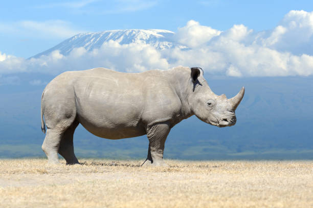 afrykański nosorożec biały - nosorożec biały zdjęcia i obrazy z banku zdjęć