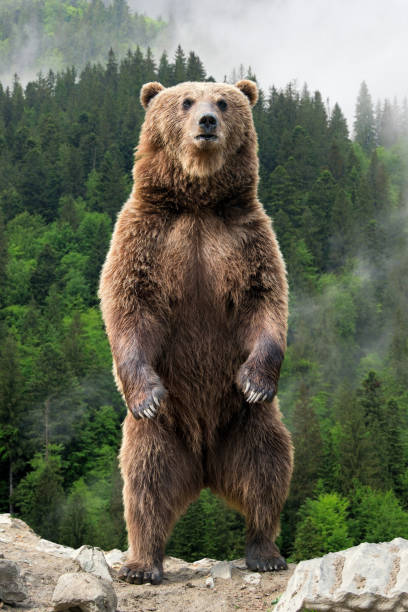 gran oso marrón de pie sobre sus patas traseras - estar de pie fotografías e imágenes de stock