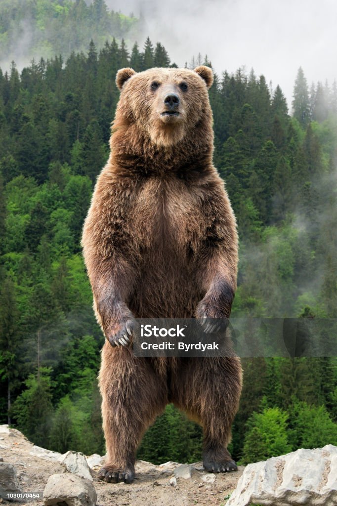 Big brown bear standing on his hind legs Brown bear (Ursus arctos) standing on his hind legs in the spring forest Bear Stock Photo