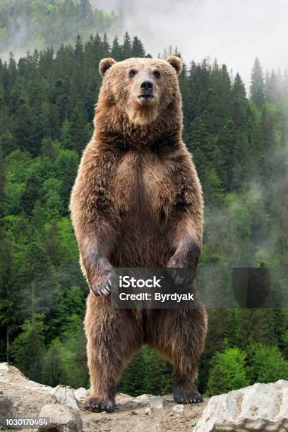 Big Brown Bear Standing On His Hind Legs Stock Photo - Download Image Now - Bear, Standing, Grizzly Bear