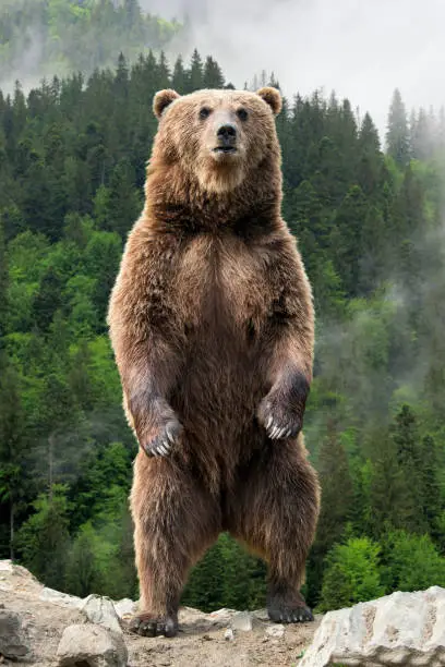 Photo of Big brown bear standing on his hind legs