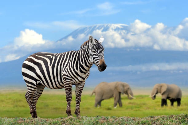 cebra en elefante y fondo de kilimanjaro - mountain famous place livestock herd fotografías e im�ágenes de stock