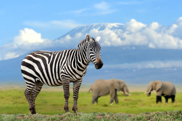 Zebra on elephant and Kilimanjaro background Zebra on elephant and Kilimanjaro background, Kenya mountain famous place livestock herd stock pictures, royalty-free photos & images
