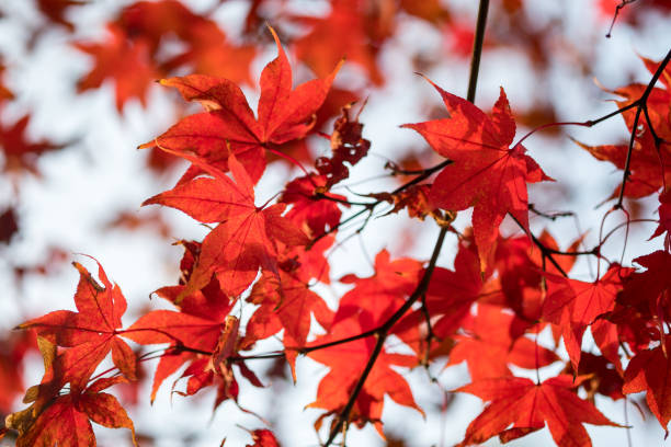 istock Leaves a beautiful Japanese color. 1030175304