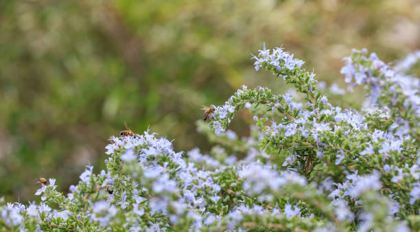 istock Bees on rosemary flowers 1030178462
